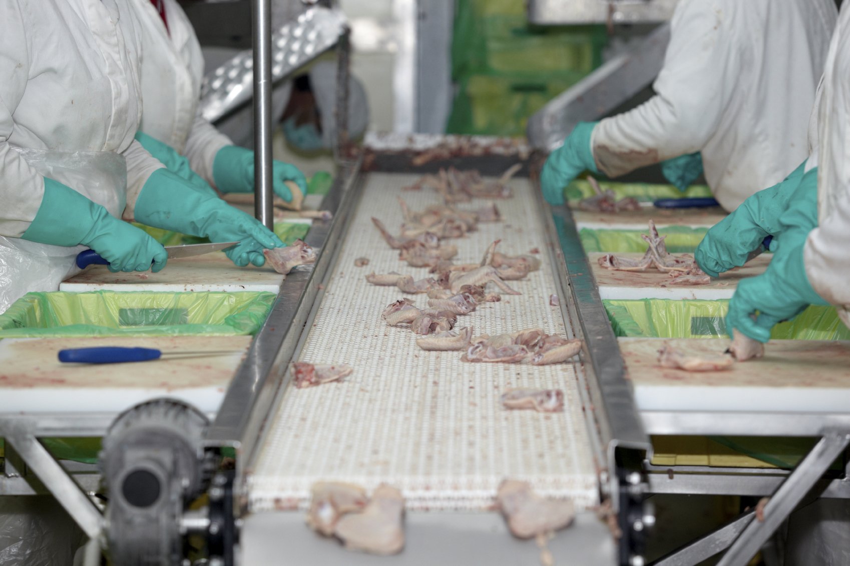 processing poultry in a factory