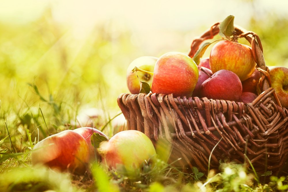 apples are a healthy autumn treat