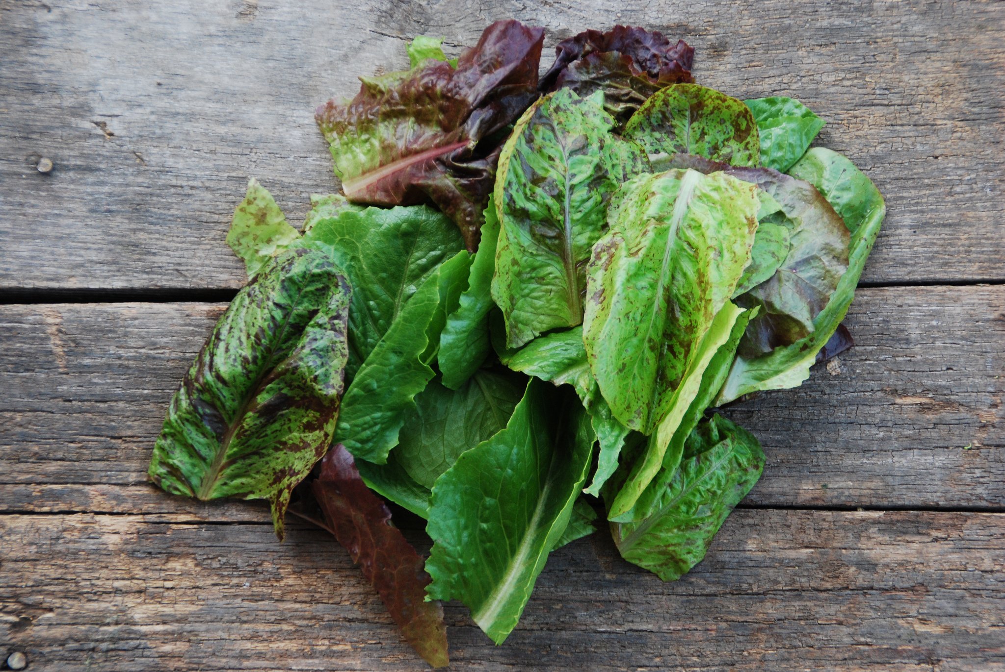Mixed Salad Greens image by Suzie's Farm via Flickr